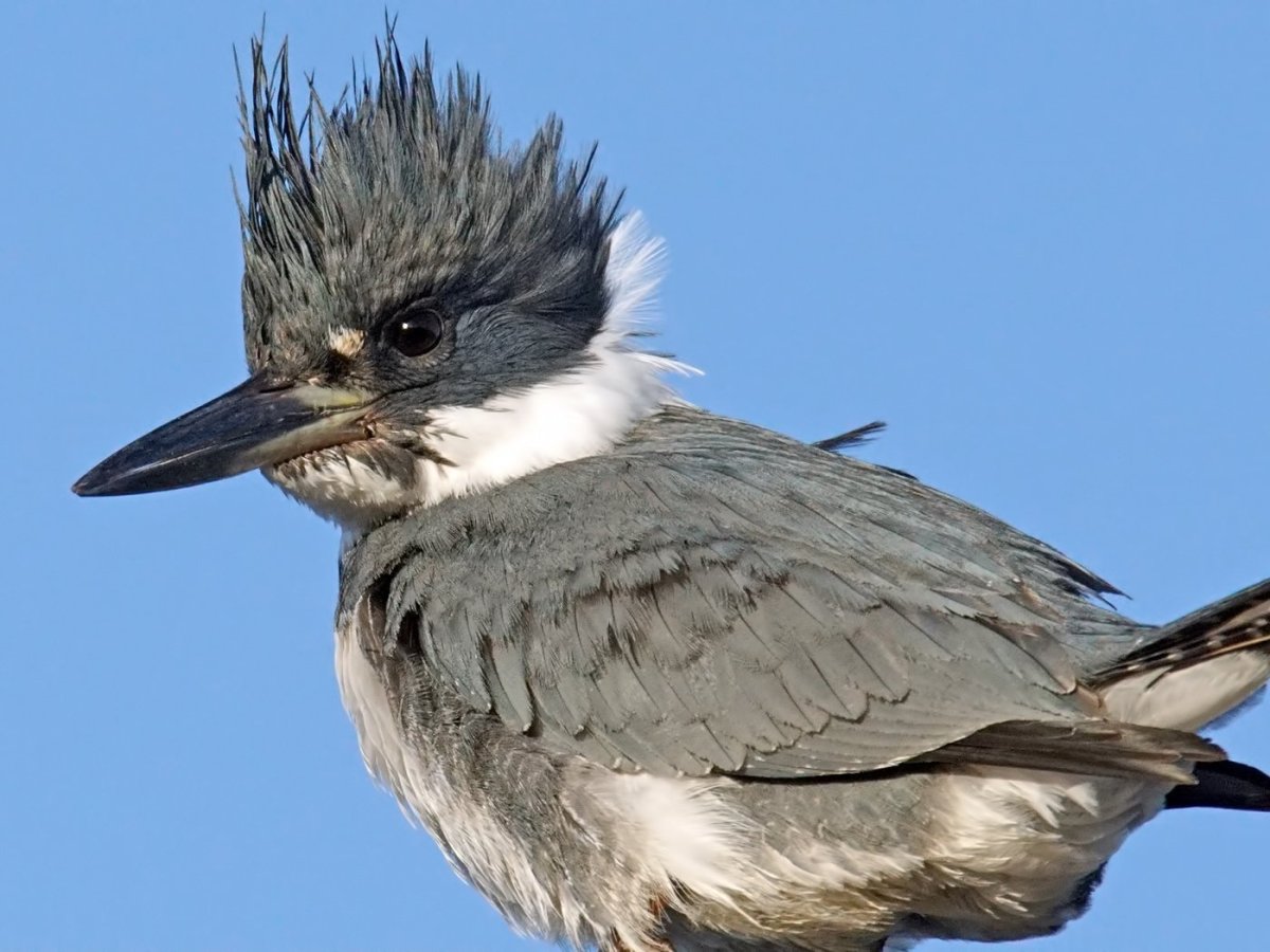 Мозгоклюйка птичка фото