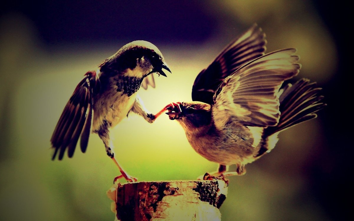 Птица встрепенулась