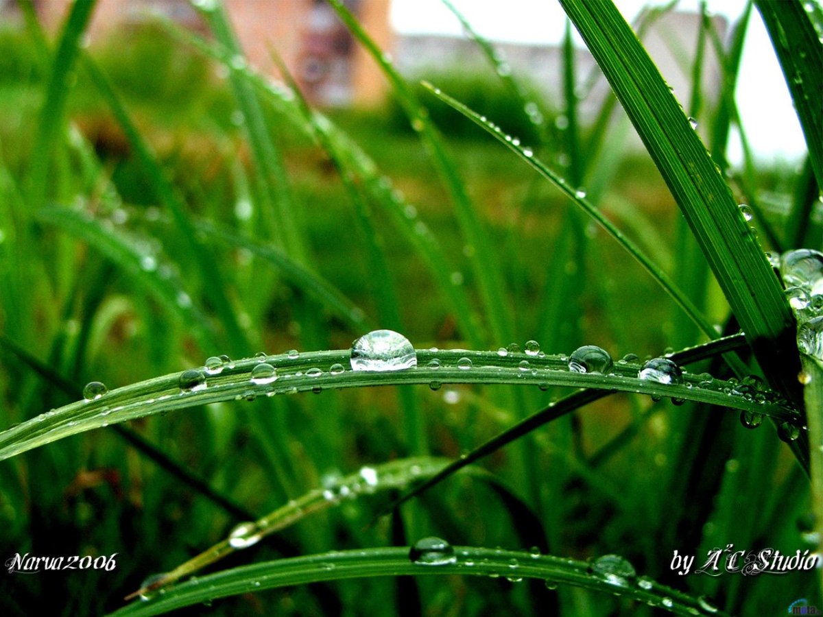 Роса после дождя