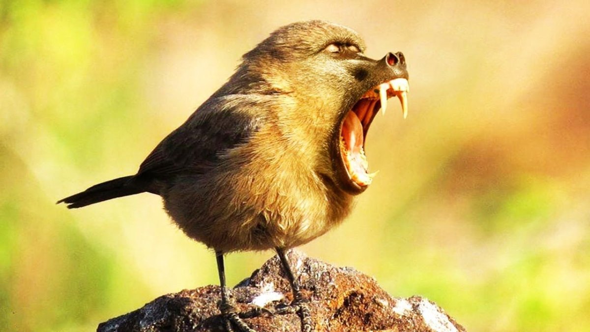 Смешные птички