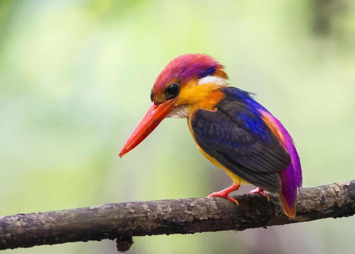 Фото птички мозгоклюйки