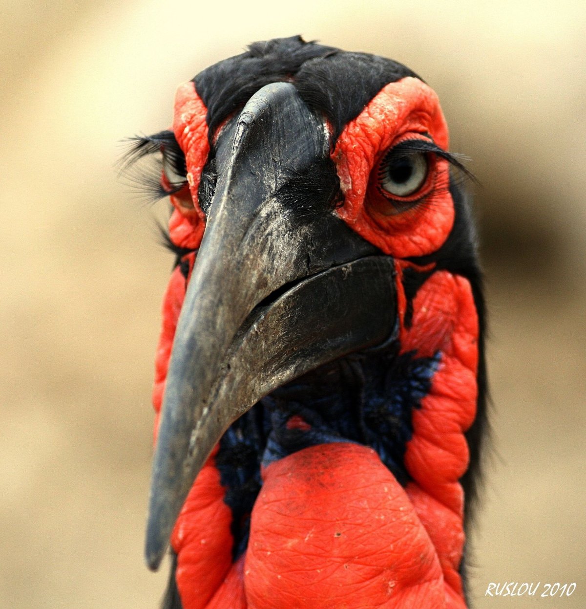 Забавные птички