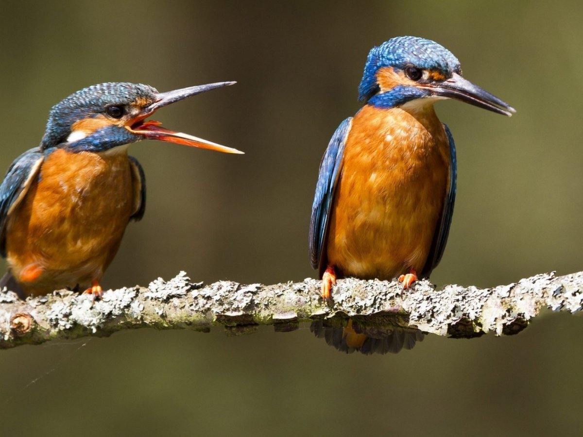 Позвоночные птицы