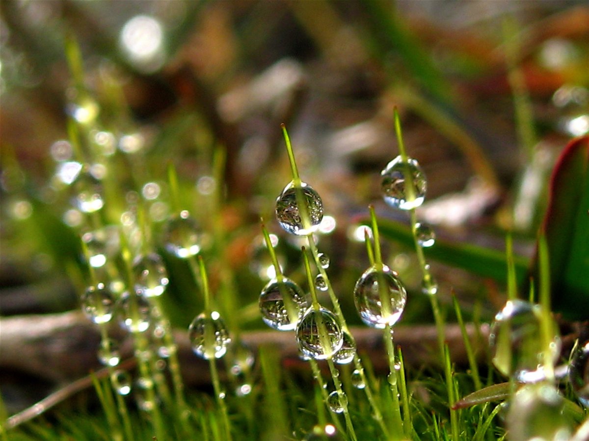 Роса на траве