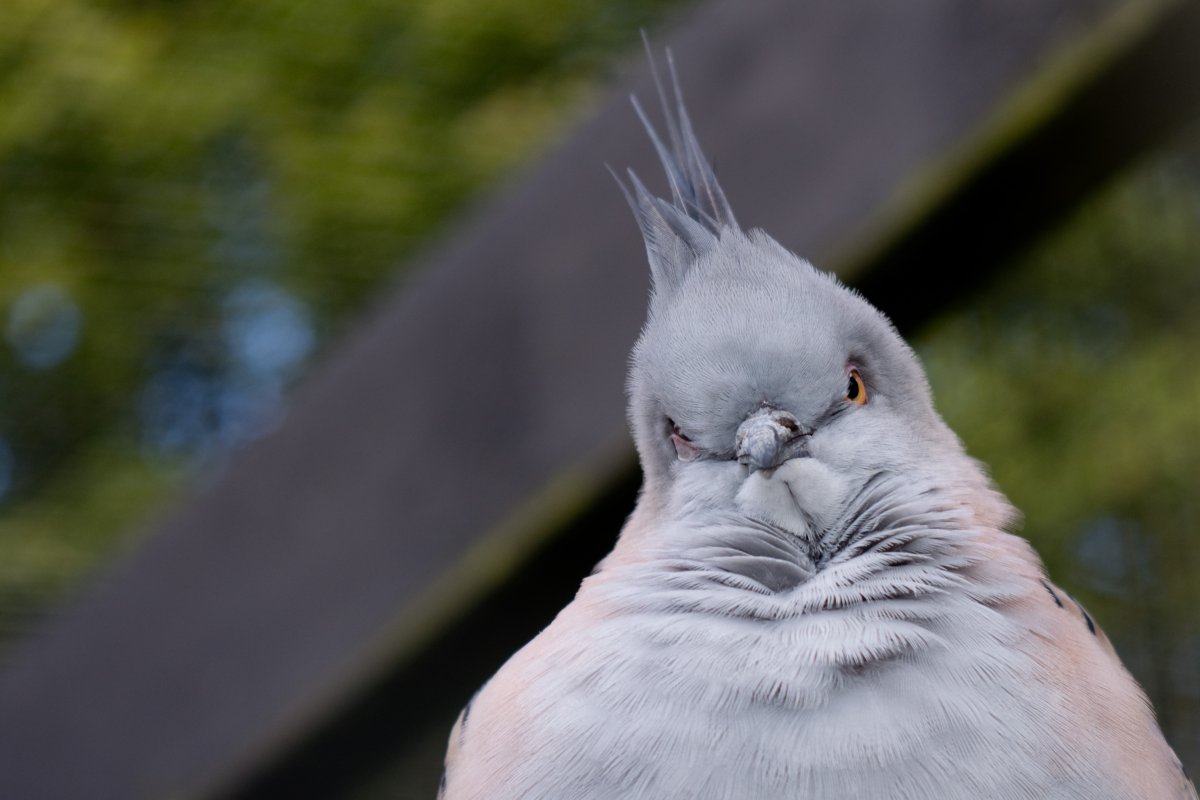 Смешные птички картинки