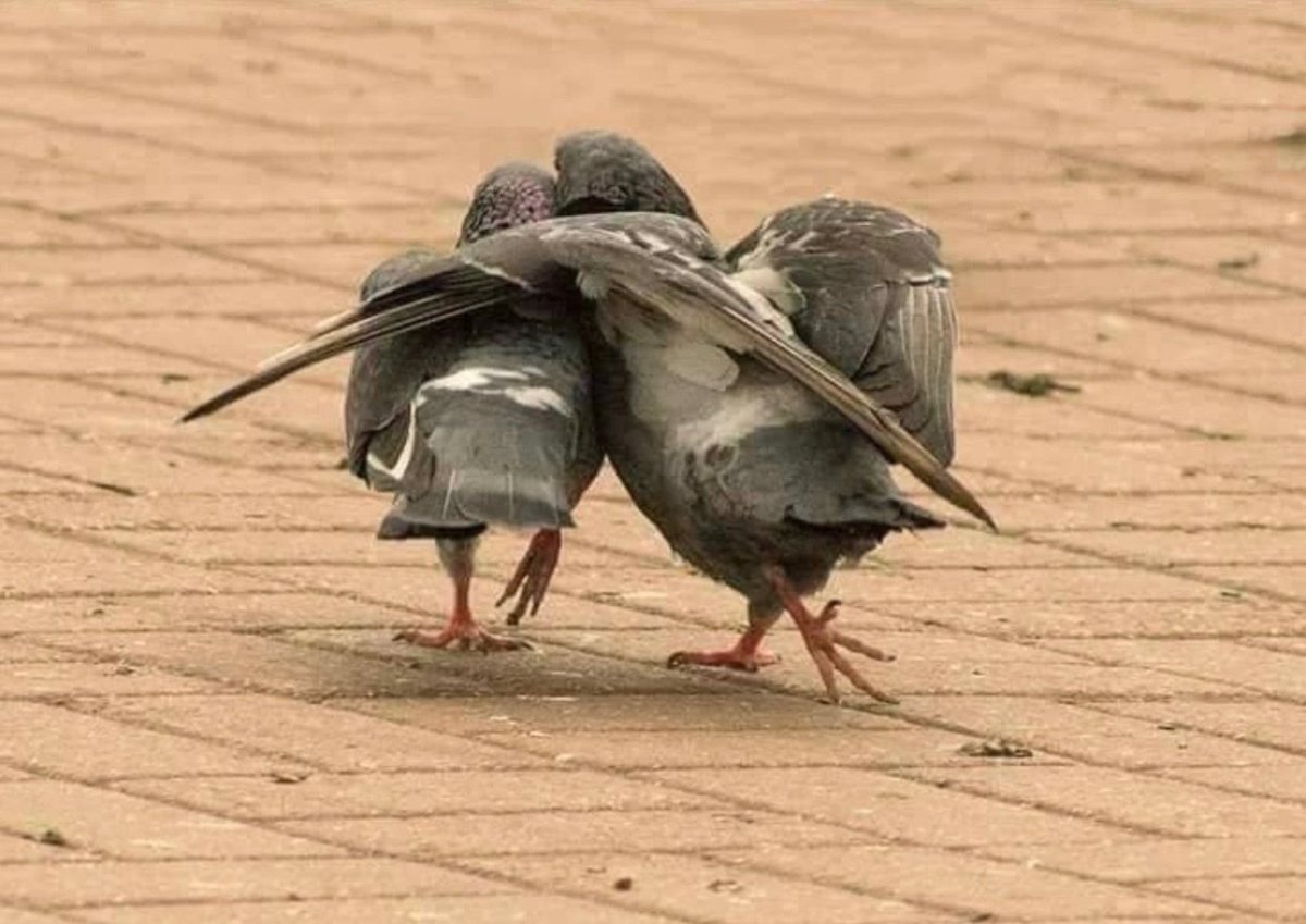 Страус Волгоградская область