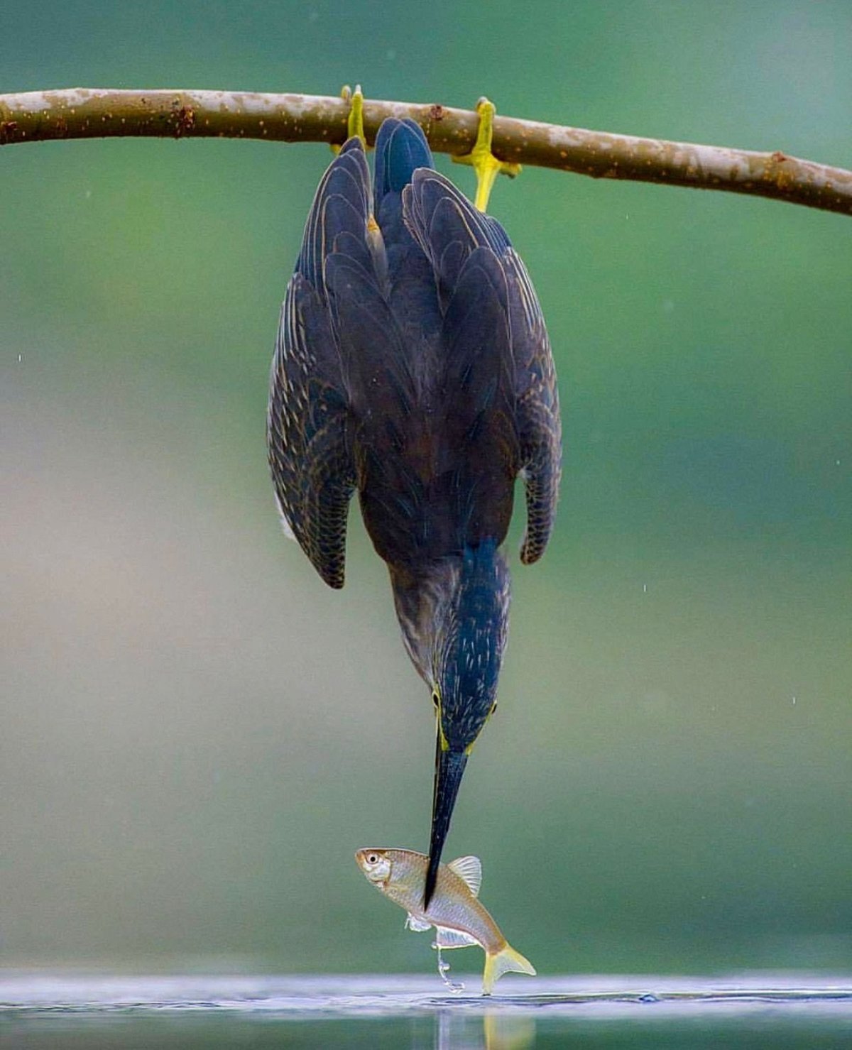 Птичка мозгоклюйка