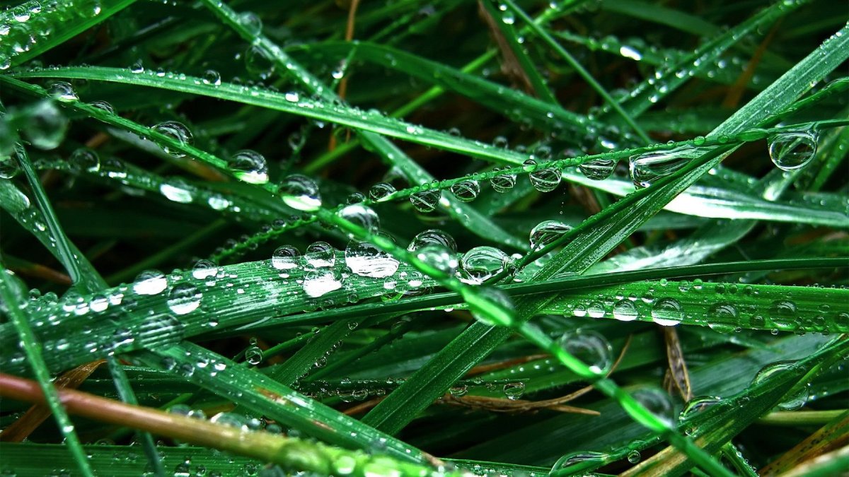 Зелень после дождя