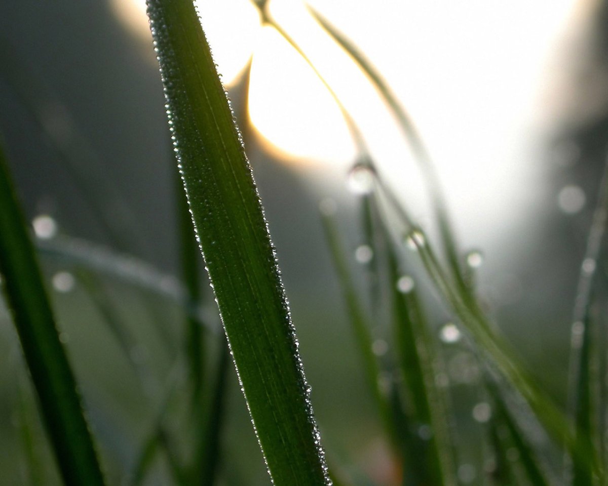 Вечерняя роса на траве у домов