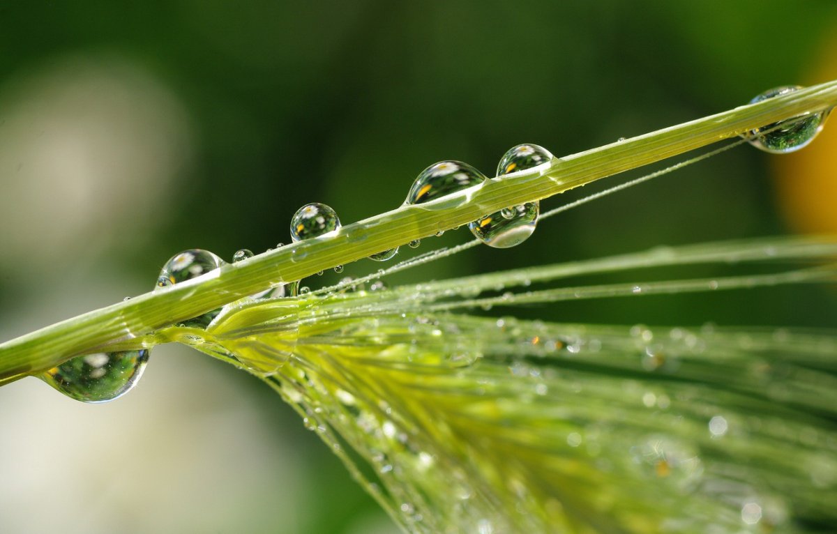 Капли росы на пшенице