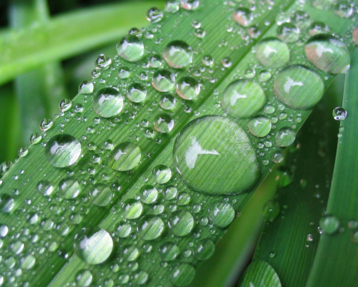 Капля росы на траве