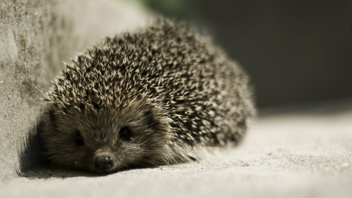 Грустный Ежик