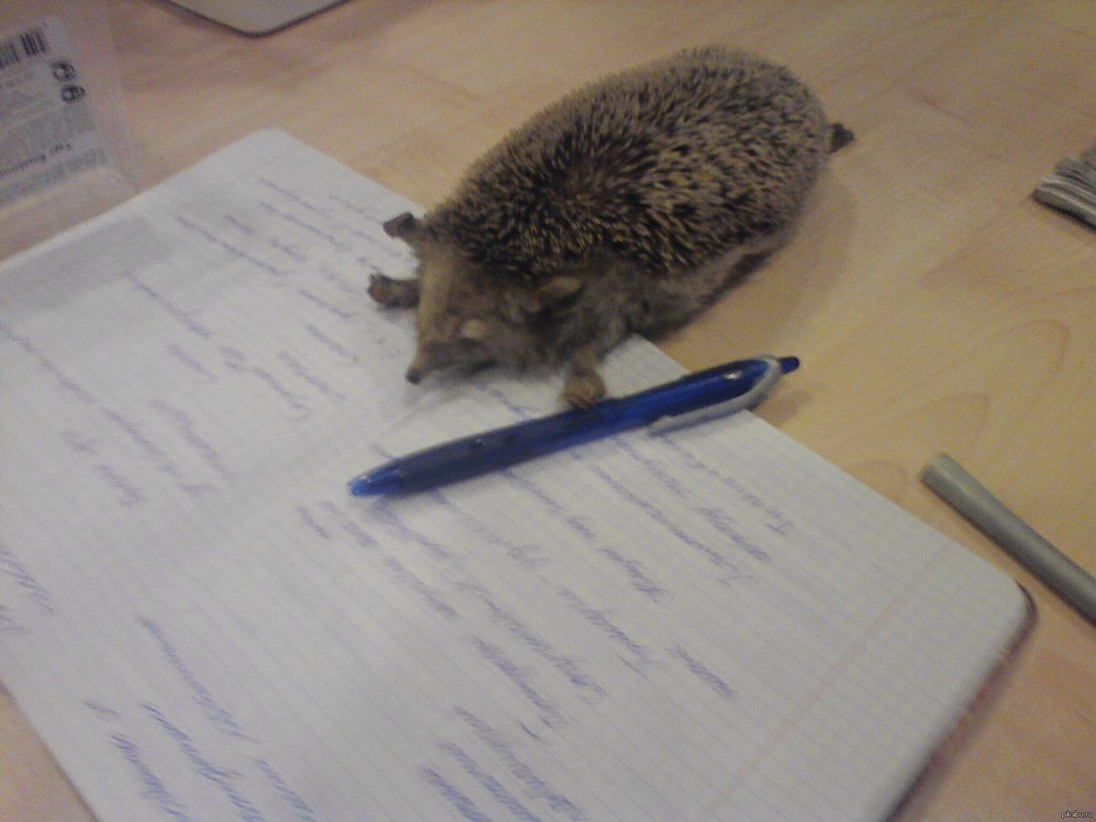 Еж в школе