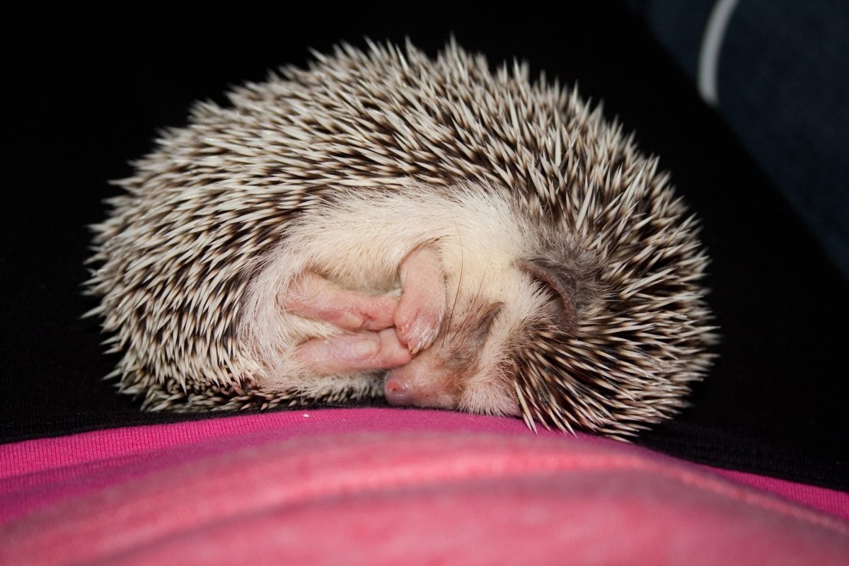 Еж лежит