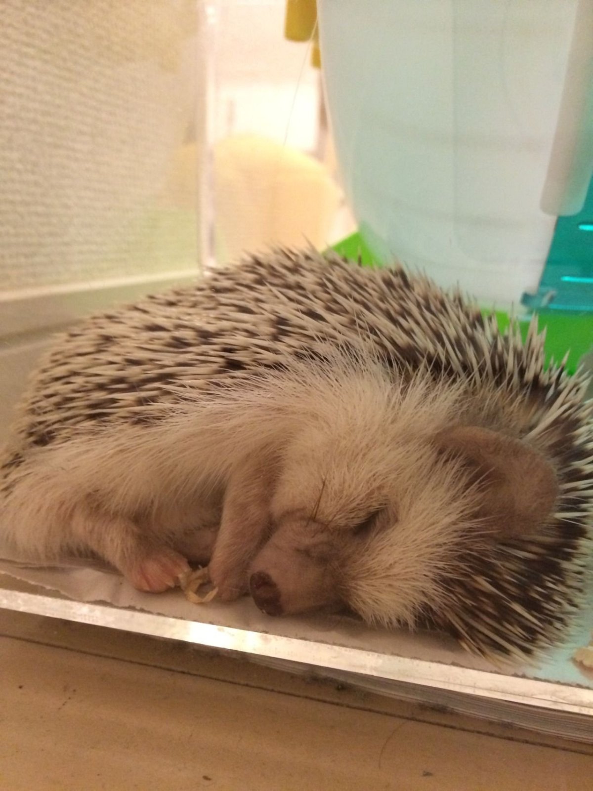 Усталый Ежик