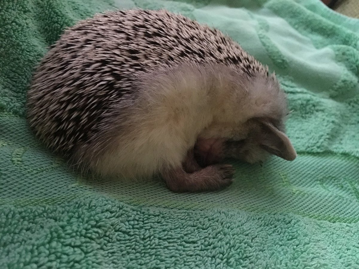 Ежик на работе