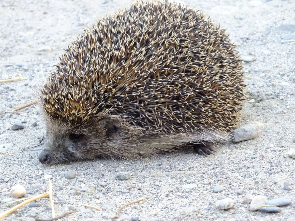 Блинский ёж