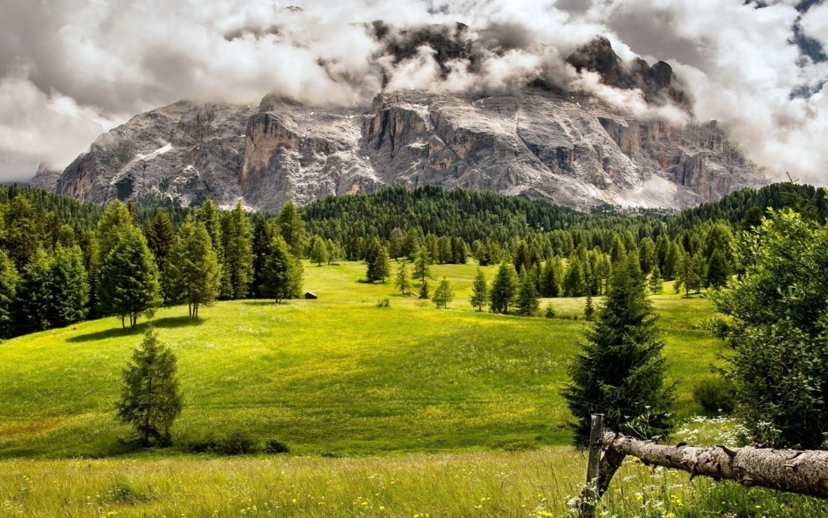 Лес на фоне гор