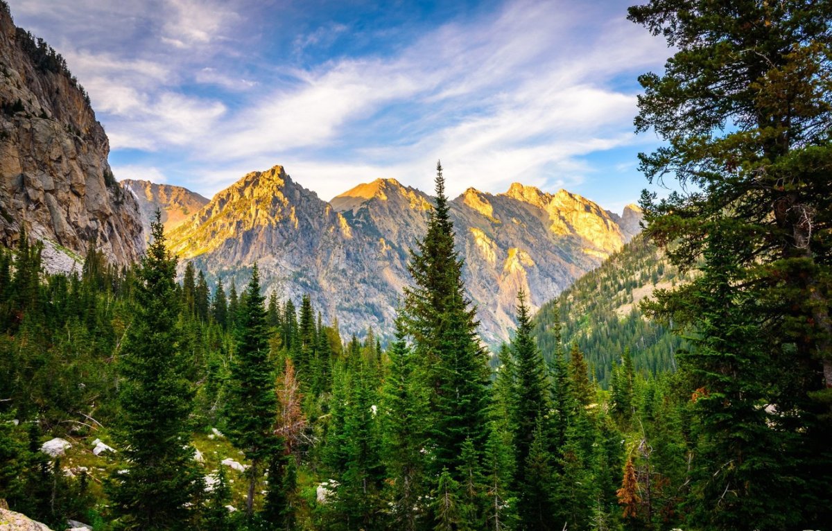 Лесистые горы