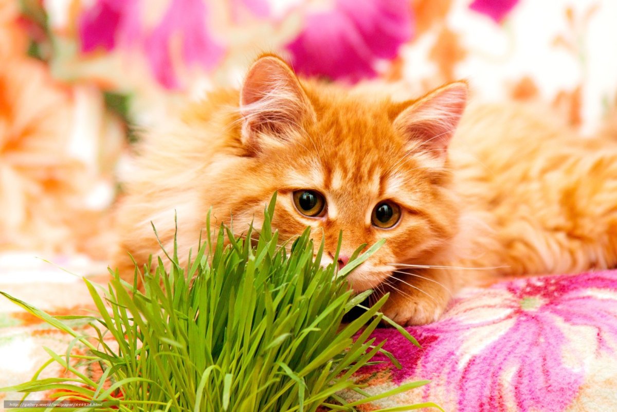 Рыжий котик в цветах