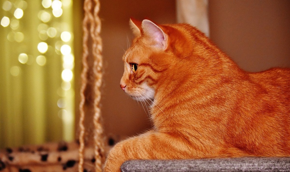 Арабский МАУ рыжий