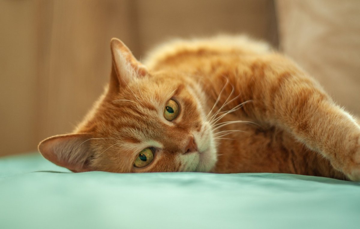 Рыжий персидский кот