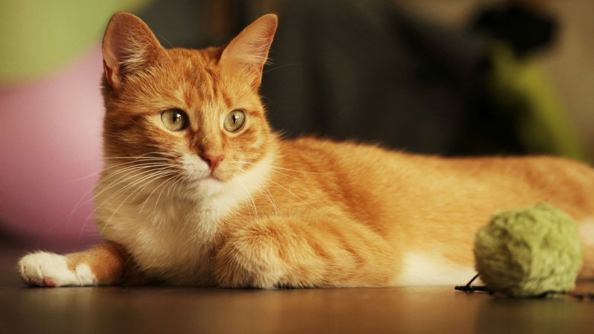 Осенний котенок