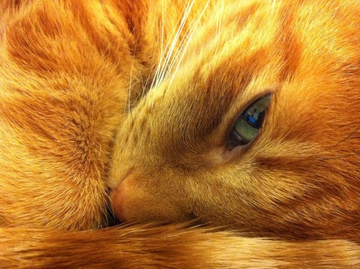 Рыжая кошечка