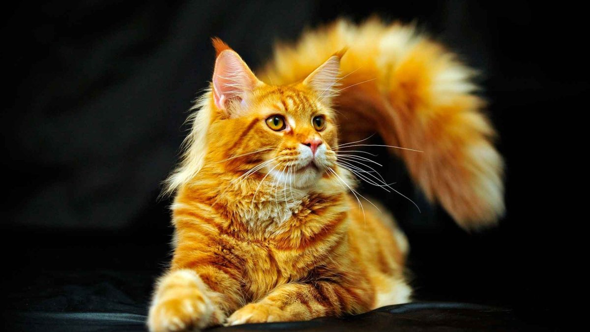 Европейская длинношерстная кошка рыжая