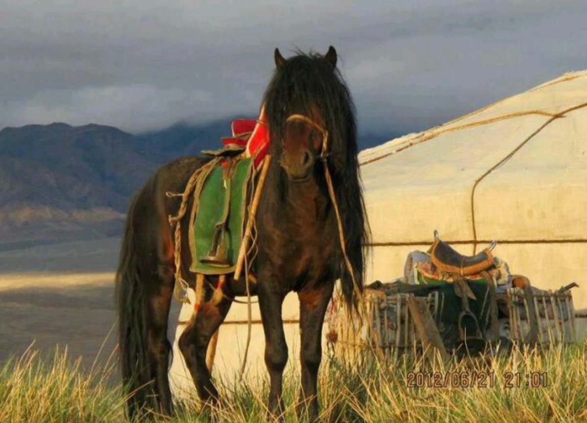 Властелин колец на конях