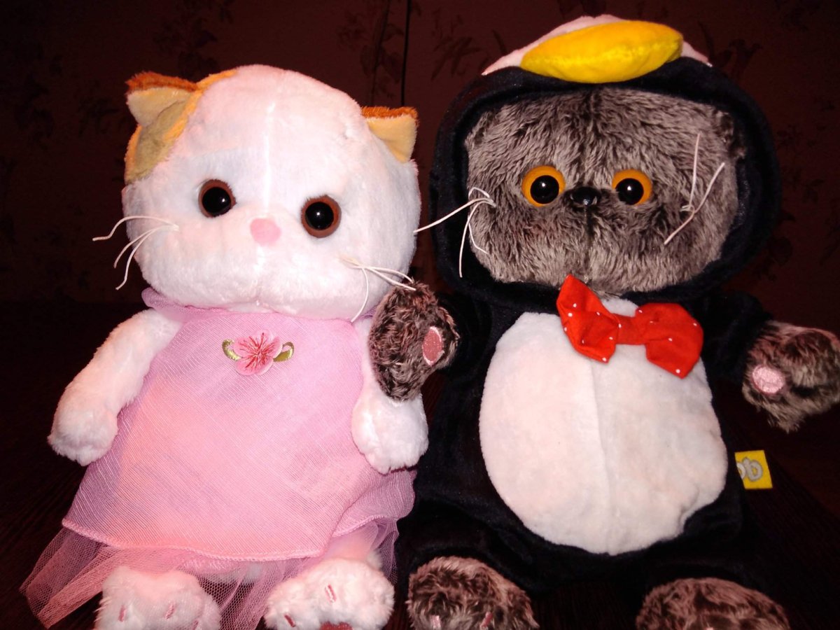 Тетрадь кот Басик