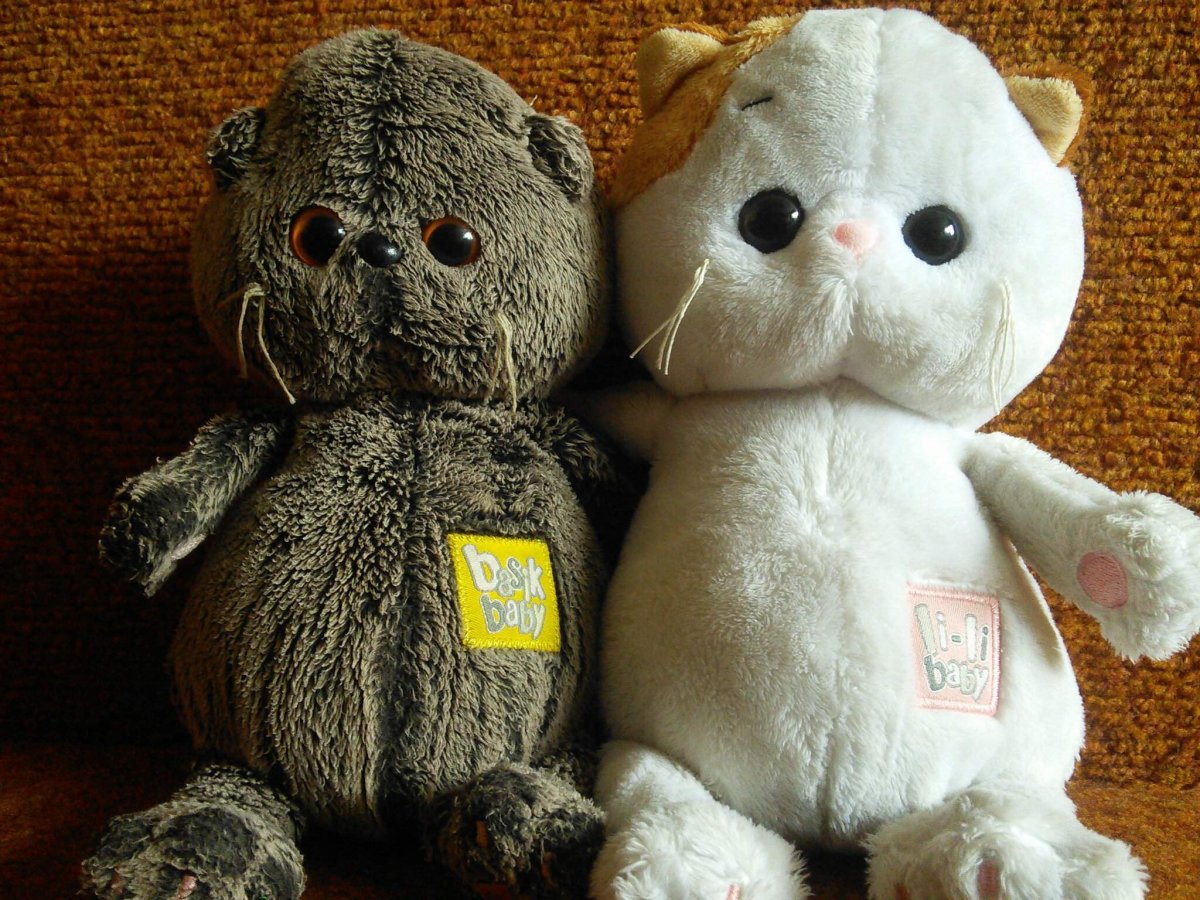 Кот Басик и Лили