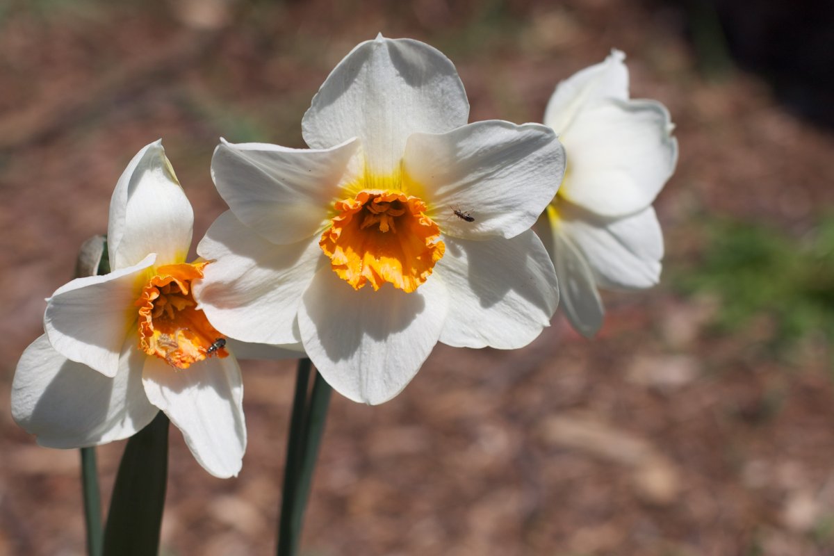 Нарцисс махровый оранж Джус