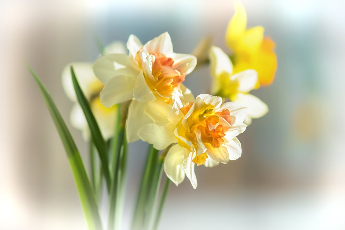 Нарцисс зеленая Жемчужина