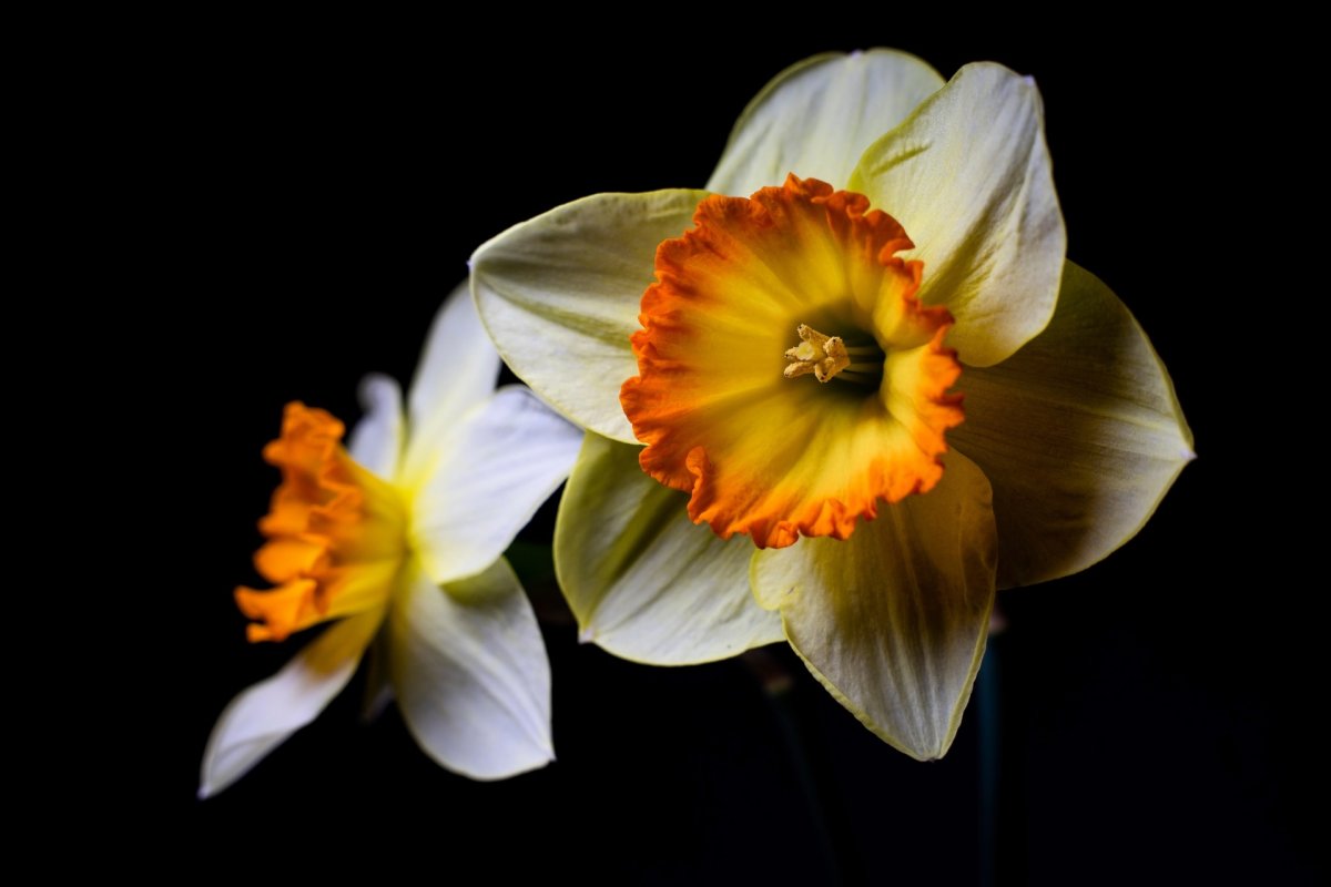 Нарцисс Dolly Mollinger