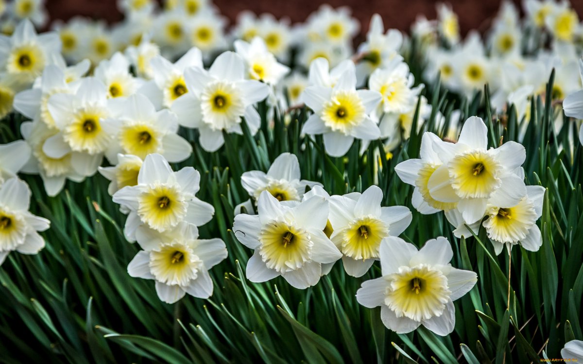 Нарцисс Вергер