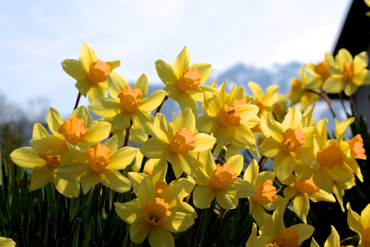 Желтый Нарцисс