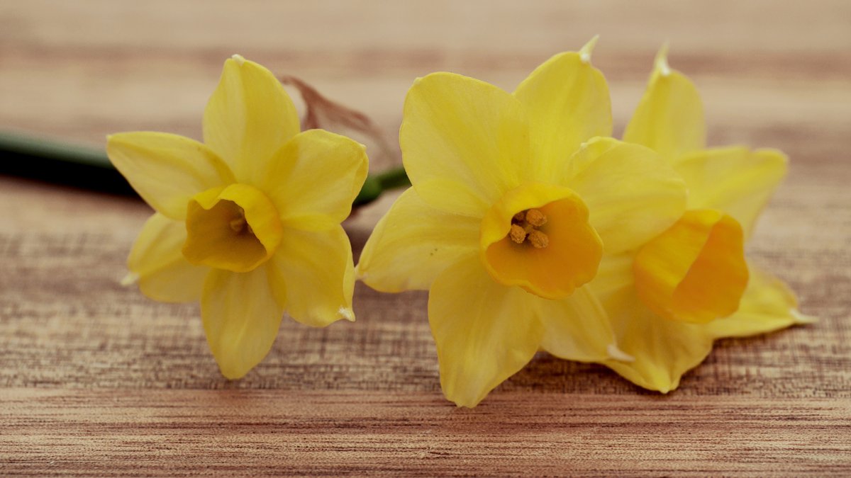 Нарцисс Тиритомба