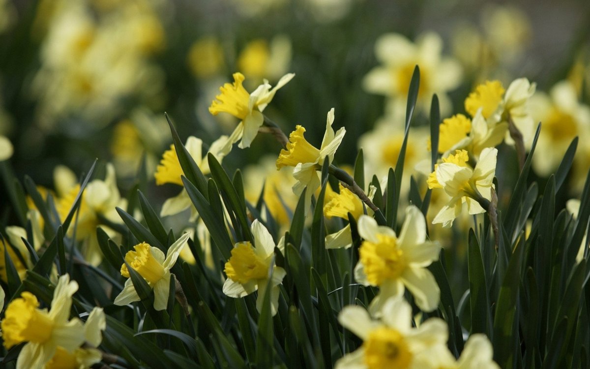 Нарциссы Финляндии