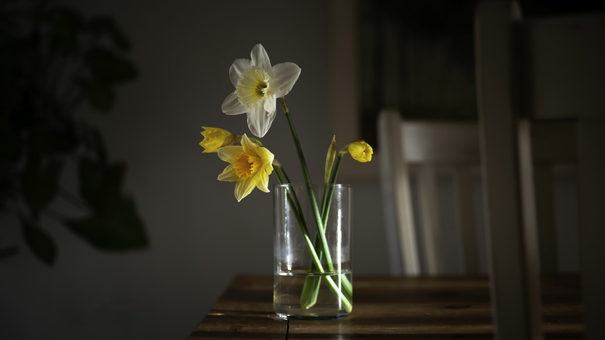 Нарцисс Мэдисон