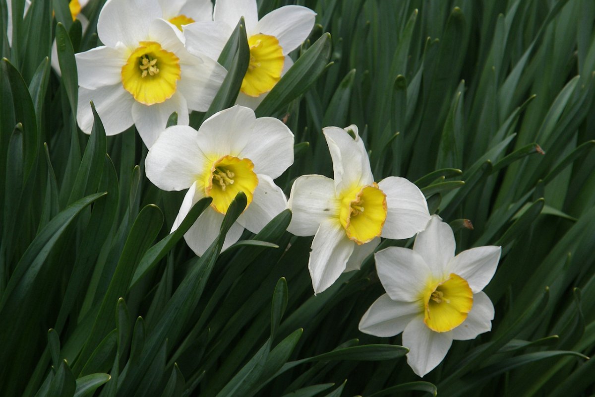 Нарцисс ядовитое растение