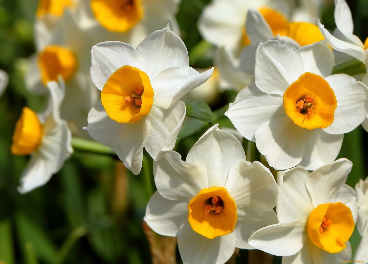 Нарцисс жонкилиевидный Паперуайт