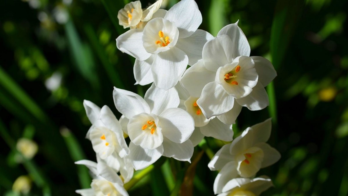 Желтый Нарцисс Германия