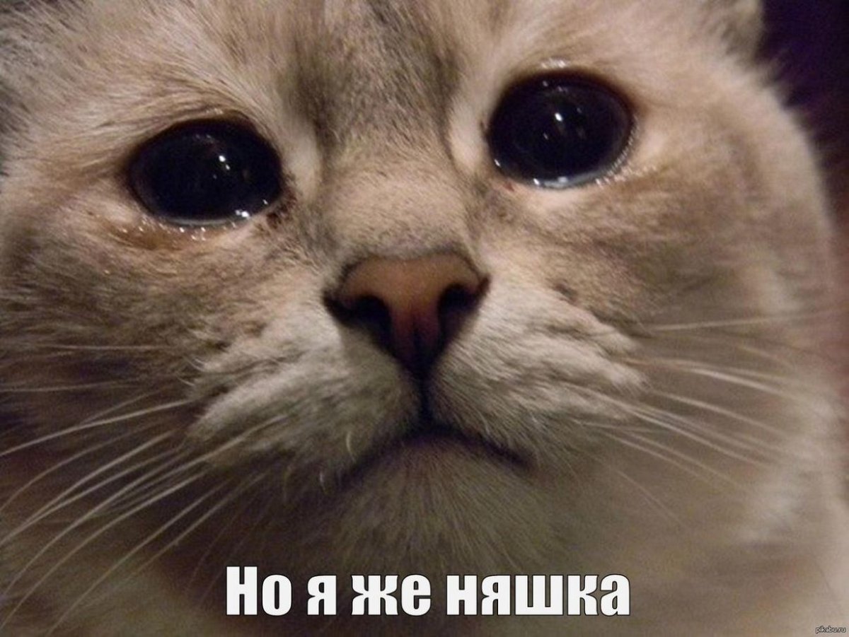 Жизнь боль кот