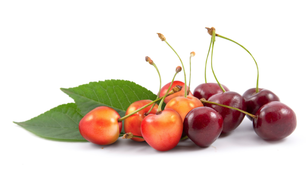 Вишня и черешня