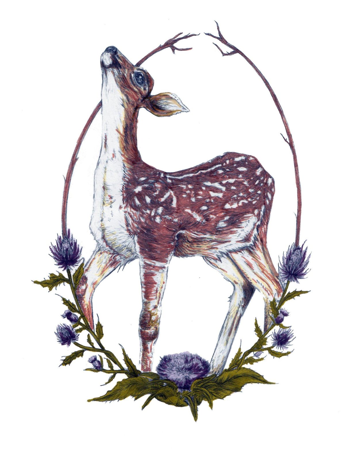 Пятнистый олень