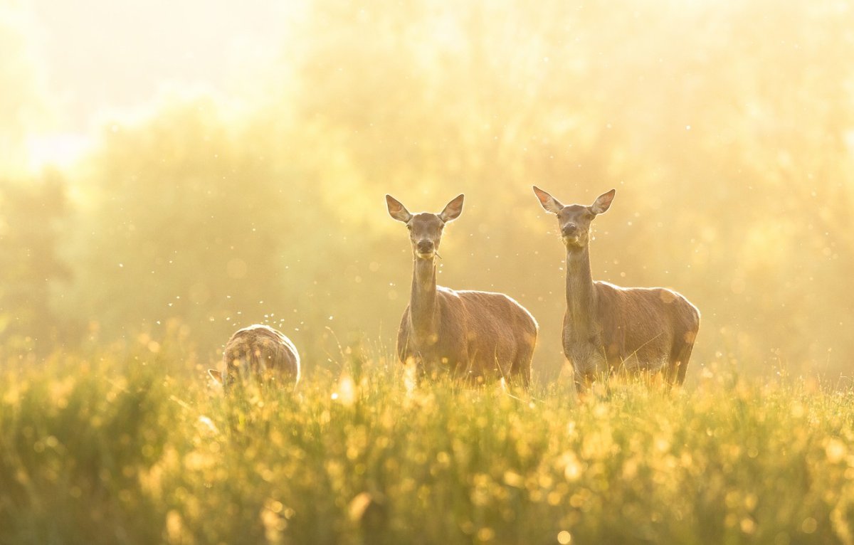 Олень вектор