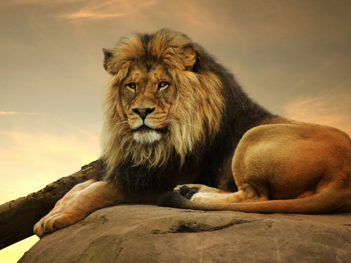 Красивый Лев