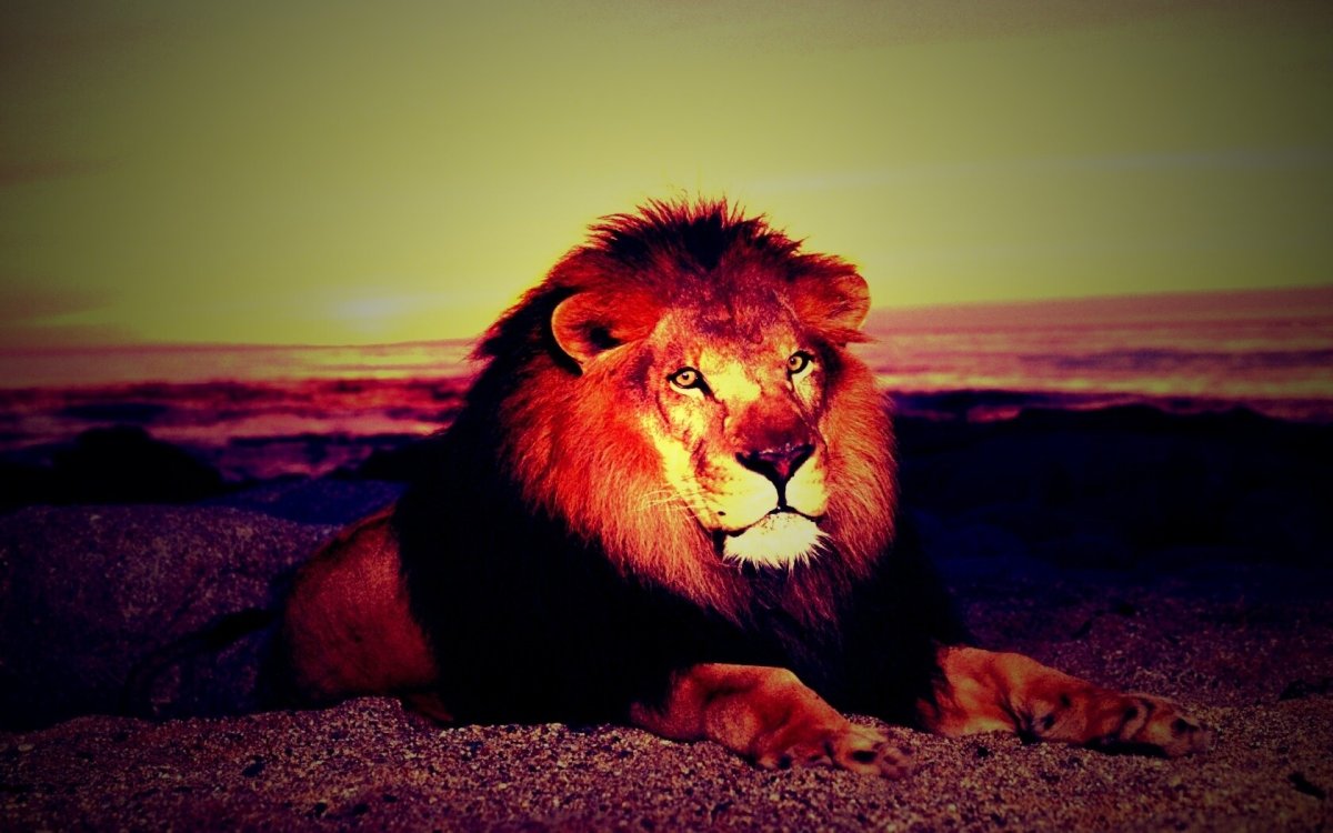 Красивый Лев на рабочий стол