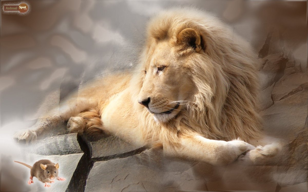 Обои на телефон Лев